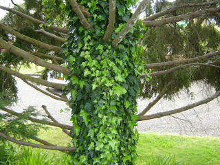 Lierre courant sur un tronc d'arbre
