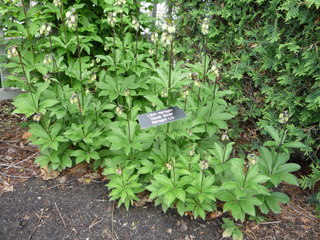 Lis martagon (feuillage)