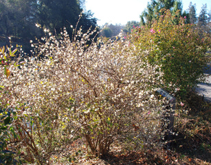 Lonicera standishii