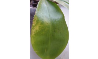 Maladie virale sur Phalaenopsis
