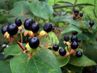 Fructifications de millepertuis en automne
