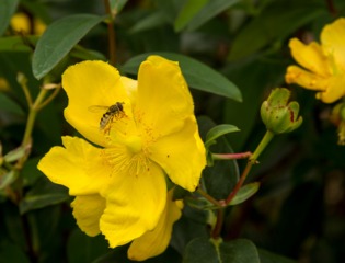 Fleur de millepertuis (Hypericum)