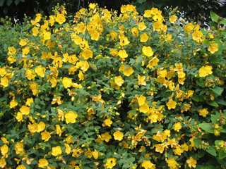 Millepertuis - Hypericum forrestii