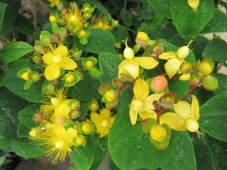 Millepertuis - Hypericum inodorum