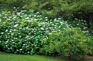 Hypericum kalmianum et Hydrangea arborescens