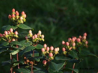 Millepertuis - Hypericum 'Magical Beauty'
