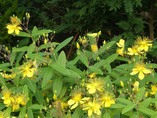 Millepertuis - Hypericum monogynum