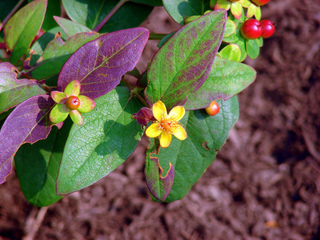 Millepertuis pourpre - Fleurs et baies