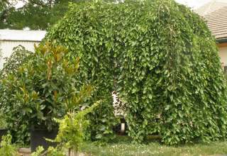 Morus allba 'pendula'