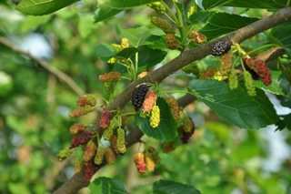 Fruits de mûrier noir (Morus nigra)