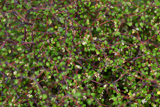 Muhlenbeckia astonii