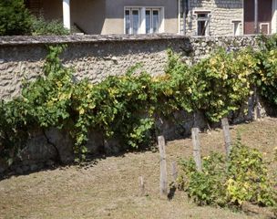 Mur de clôture d'un jardin de ville