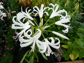 Nerine bowdenii 'Alba'