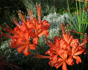 Nerine sarniensis