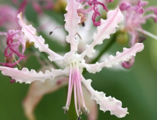 Nerine undulata