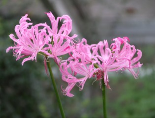 Nérine - Nerine undulata