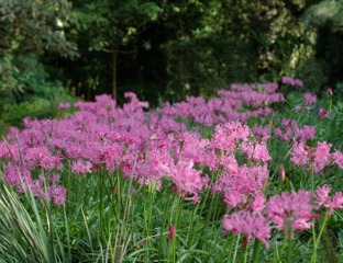 Nérines plantées en nombre