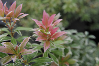 Pieris à feuillage panaché 'Little Heath'
