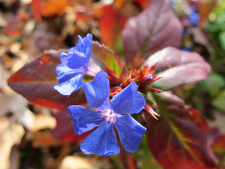 Ceratostigma plumbaginoides (Plumbago rustique)
