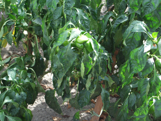 Plants de poivron ayant besoin d'un arrosage