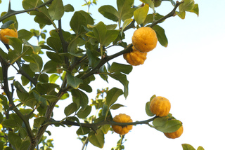 Poncirus trifoliata