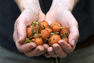 Récolte de jeunes carottes