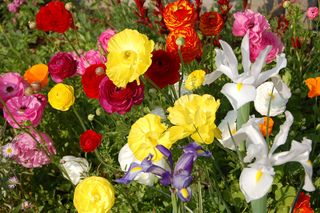 Renoncules et iris