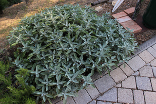 Belle touffe de sauge officinale