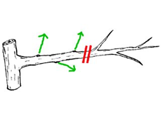 Principe de taille d'une branche