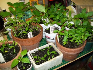 Semis de poivrons (plants à la mi-avril)