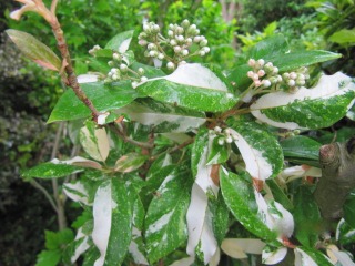 Stranvaesia ou Photinia davidiana ‘Palette’