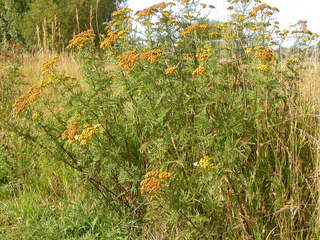 Tanaisie - Tanacetum vulgare