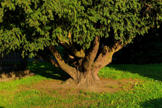 Vieil if (Taxus baccata)