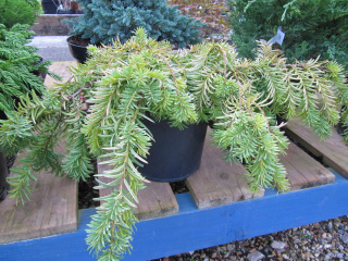 Taxus baccata (If) 'Repens Aurea'