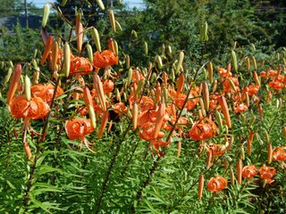 Touffe de lis martagon orange