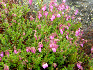 Daboecia cantabrica (bruyère d'Irlande)