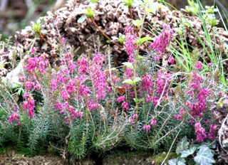 Erica cinerea (bruyère cendrée)
