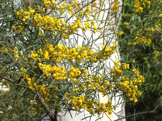 Cassia artemisioides