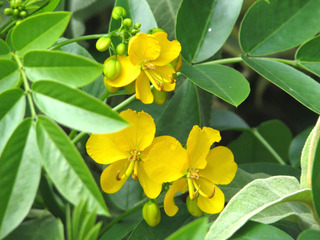 Cassia corymbosa (Senna corymbosa)