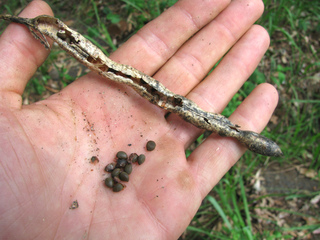 Cassia : gousse sèche et graines