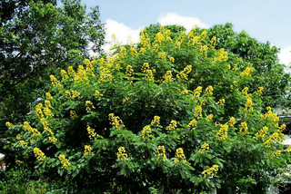 Cassia siamea