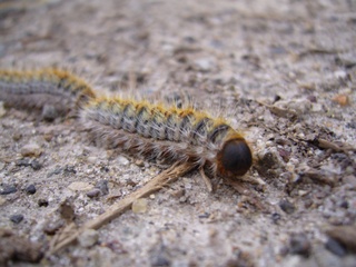 Chenille processionnaire du pin