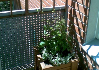 Cobée sur un balcon (mai)