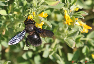 Abeille charpentière