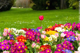 Primevères et tulipes
