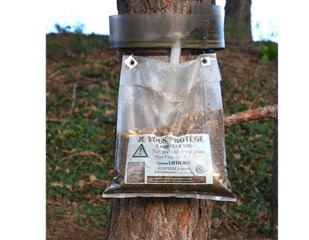 Ecopiège à chenille processionnaire du pin