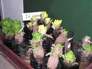 Forçage d'endives
