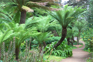 Fougère arborescente