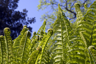 Frondes de fougère (Matteucia struthiopteris)