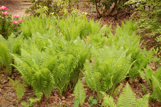 Fougère - Matteucia struthiopteris